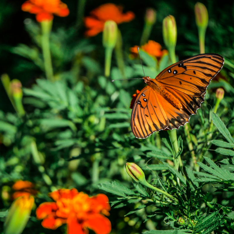Orange butterfly on marigolds