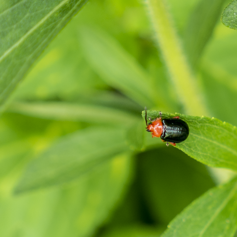 red and black beetle on stevia