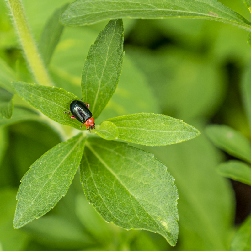 red and black beetle on stevia 2