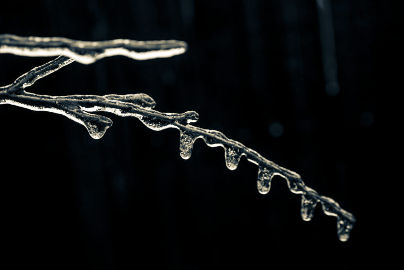 ice encrusted thin branches