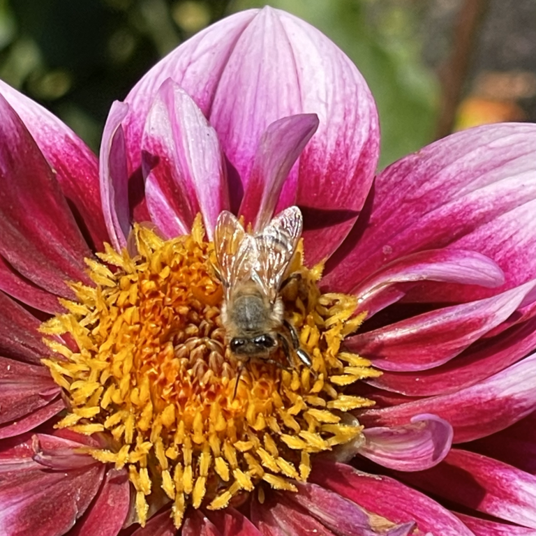 Distraction During Flares - Bee visiting dahlia